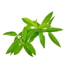 Semillas Cedrón - SITOPIA