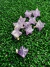 PINGENTE MINI MERKABA AMETISTA - KIT COM 10 pç - Pedras e cristais GOMES CRYSTALS