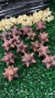 MINI ASTERÓIDE QUARTZO VERMELHO - (2 a 3)cm - comprar online