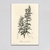 Set de cuadros "Medical Botany" - tienda online