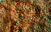 Chimichurri