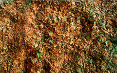 Chimichurri
