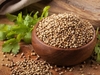 Coriandro en grano