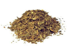 Ginkgo biloba