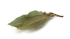 Laurel