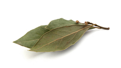 Laurel