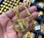 Corrente 7mm Cadeado Fecho Canhão + Pingente Santa Nossa Senhora Santuário Banhado a Ouro 18K Lançamento na internet