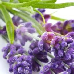 Esfoliante Corporal Lavender - Tree Hut - Joy Importados