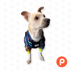 Buzo Nike Colores - tienda online