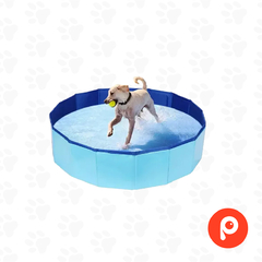 Pileta plegable para perros Extra Grande