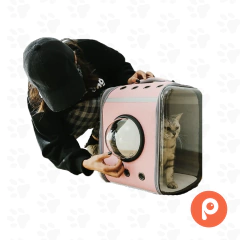 Bolso cuadrado transparente frente burbuja - tienda online