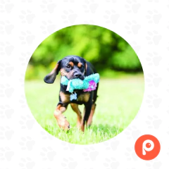 Kong Cozie King Lion en internet