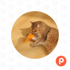 Charmy Catnip Toy Bugbear M-Pets - comprar online