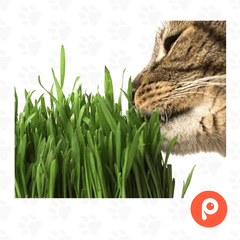 Hierba Gatera Zootec sobre 80gr (Semillas de graminea) - comprar online