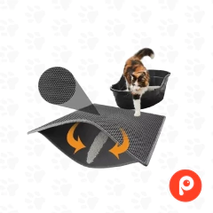 Salida de litera (Can Cat) en internet