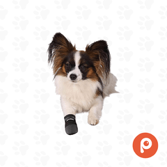 2 Botas protectoras, neopreno, perros Walker Care, S, negro (Trixie) - comprar online