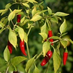 Ají picante 100gr - comprar online