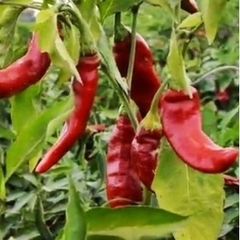 Pimentón dulce ahumado 100gr - tienda online