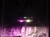 Led COB BC - Full Spectrum/ Mixto - en internet