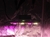 Led COB BC - Full Spectrum/ Mixto - - BuenChurro