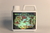 Imagen de Explosive bloom, Greengo