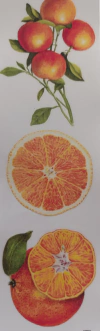 Lámina Transfer Color UV Cod 021