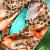 Pañuelo Animal Print Mediano (70 x 70 ) - comprar online