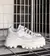 ZAPATILLA ERIS OFF WHITE. URBAN COW en internet