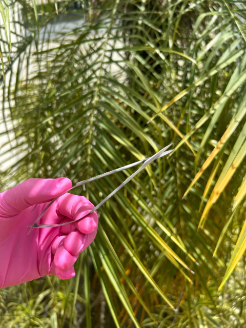 Tesoura para sobrancelha tipo alicate