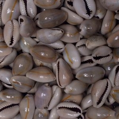 BÚZIOS ESCURO DO MAR PACOTE COM 20g - Aviamentosnj-Artesanato Pérolas Chaton Cristais