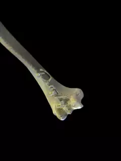 Imã caveira duocolor dourado/preto cilindrico. - Indie by Patty Lopes