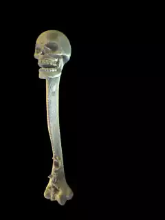 Imã caveira duocolor dourado/preto cilindrico. - loja online