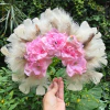 PINK LOVE CROWN