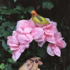 Amazon Crown