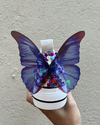 TAYLOR LOVER SNEAKERS