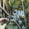 BLACK BOSFORO CROWN