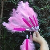 Pink Stardust Cacique