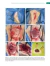 NEUROCIRURGIA NO CÃO E NO GATO - loja online