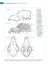 NEUROCIRURGIA NO CÃO E NO GATO - comprar online