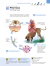 Imagen de ATLAS EDUCACIONAL PARA TUTORES DE CÃES