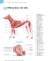 ATLAS EDUCACIONAL PARA TUTORES DE CÃES - MedVet Livros