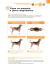 ATLAS EDUCACIONAL PARA TUTORES DE PET DERMATOLOGIA