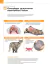 ATLAS EDUCACIONAL PARA TUTORES DE PET DERMATOLOGIA - comprar online