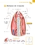 Imagem do ATLAS EDUCACIONAL PARA TUTORES DE PET CIRURGIA