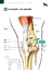 ATLAS EDUCACIONAL PARA TUTORES DE PET CIRURGIA