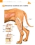 ATLAS EDUCACIONAL PARA TUTORES DE PET CIRURGIA - MedVet Livros