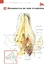 Imagem do ATLAS EDUCACIONAL PARA TUTORES DE PET CIRURGIA