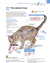 Imagem do ATLAS EDUCACIONAL PARA TUTORES DE GATOS