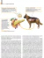 Imagen de DOENÇAS DO SISTEMA HEPATOBILIAR E DO PÂNCREAS EXÓCRINO DO CÃO