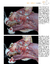 ATLAS DE ANATOMIA DO GATO - tienda online